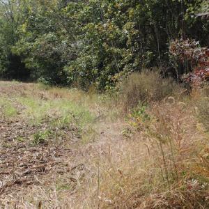 Photo of UNDER CONTRACT!  29 Acres of Residential Farm and Hunting Land For Sale in King and Queen County VA!