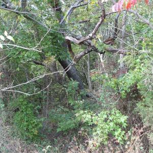 Photo of UNDER CONTRACT!  29 Acres of Residential Farm and Hunting Land For Sale in King and Queen County VA!