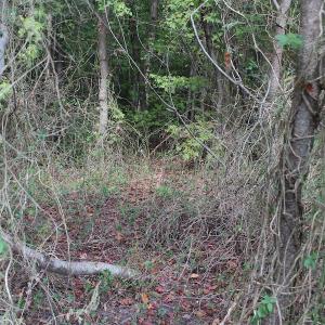 Photo of UNDER CONTRACT!  29 Acres of Residential Farm and Hunting Land For Sale in King and Queen County VA!