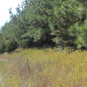 Photo of UNDER CONTRACT!  29 Acres of Residential Farm and Hunting Land For Sale in King and Queen County VA!