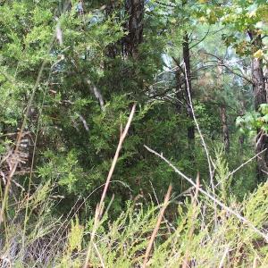 Photo of UNDER CONTRACT!  29 Acres of Residential Farm and Hunting Land For Sale in King and Queen County VA!