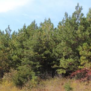 Photo of UNDER CONTRACT!  29 Acres of Residential Farm and Hunting Land For Sale in King and Queen County VA!