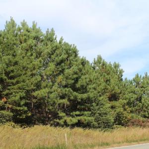 Photo of UNDER CONTRACT!  29 Acres of Residential Farm and Hunting Land For Sale in King and Queen County VA!