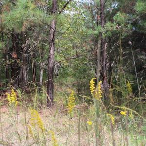 Photo of UNDER CONTRACT!  29 Acres of Residential Farm and Hunting Land For Sale in King and Queen County VA!
