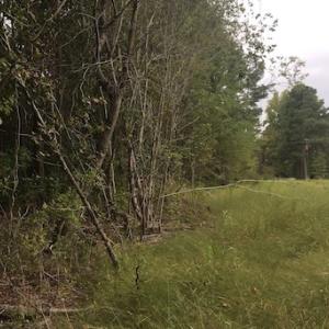 Photo of UNDER CONTRACT!  3.6 Acres of Recreational Timber Land For Sale in Robeson County NC!