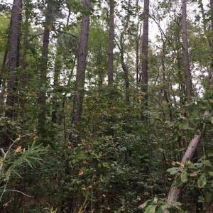 Photo of UNDER CONTRACT!  3.6 Acres of Recreational Timber Land For Sale in Robeson County NC!