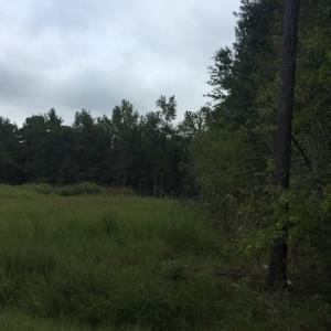 Photo of UNDER CONTRACT!  3.6 Acres of Recreational Timber Land For Sale in Robeson County NC!