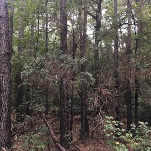 Photo of UNDER CONTRACT!  3.6 Acres of Recreational Timber Land For Sale in Robeson County NC!