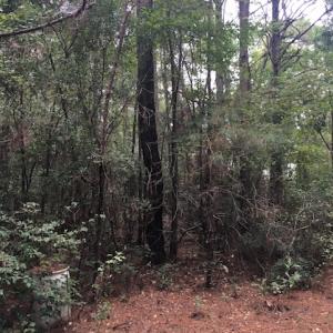 Photo of UNDER CONTRACT!  3.6 Acres of Recreational Timber Land For Sale in Robeson County NC!