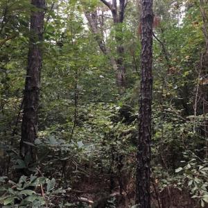 Photo of UNDER CONTRACT!  3.6 Acres of Recreational Timber Land For Sale in Robeson County NC!