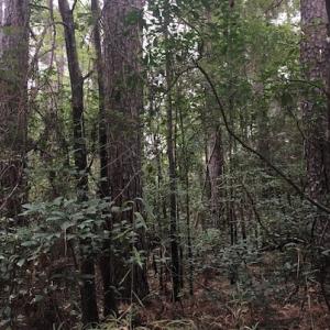 Photo of UNDER CONTRACT!  3.6 Acres of Recreational Timber Land For Sale in Robeson County NC!