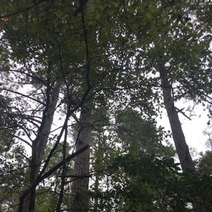 Photo of UNDER CONTRACT!  3.6 Acres of Recreational Timber Land For Sale in Robeson County NC!