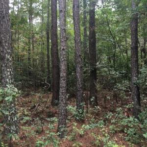 Photo of SOLD!  1 +/- Acres of Recreational Land for Sale in Robeson County NC!