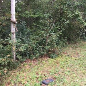 Photo of SOLD!  1 +/- Acres of Recreational Land for Sale in Robeson County NC!