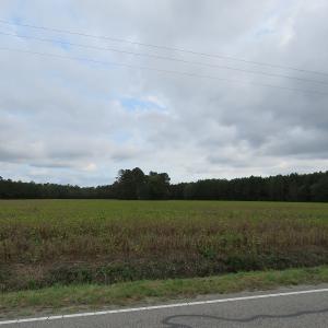 Photo of UNDER CONTRACT!  61.19 Acres of Farm and Timber Land For Sale in Columbus County NC!