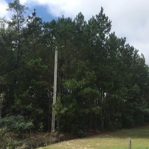 Photo of UNDER CONTRACT!  19.26 Acres of Residential Hunting Land For Sale in Robeson County NC!