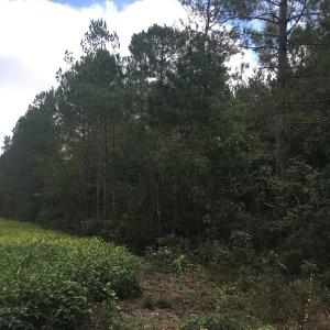 Photo of UNDER CONTRACT!  19.26 Acres of Residential Hunting Land For Sale in Robeson County NC!