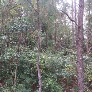 Photo of UNDER CONTRACT!  19.26 Acres of Residential Hunting Land For Sale in Robeson County NC!