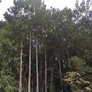 Photo of UNDER CONTRACT!  19.26 Acres of Residential Hunting Land For Sale in Robeson County NC!