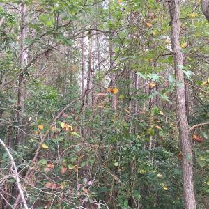 Photo of UNDER CONTRACT!  19.26 Acres of Residential Hunting Land For Sale in Robeson County NC!