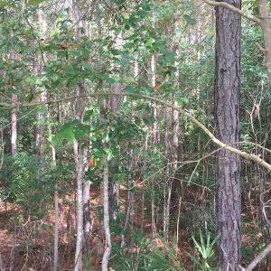 Photo of UNDER CONTRACT!  19.26 Acres of Residential Hunting Land For Sale in Robeson County NC!