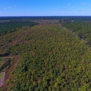 Photo of UNDER CONTRACT!  37.5 Acres of Hunting Land For Sale in Hertford County NC!
