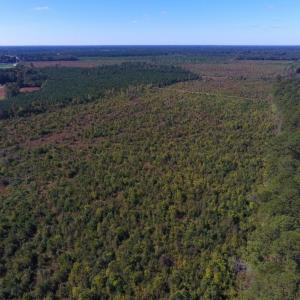 Photo of UNDER CONTRACT!  37.5 Acres of Hunting Land For Sale in Hertford County NC!
