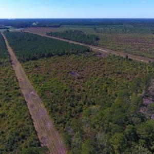 Photo of UNDER CONTRACT!  37.5 Acres of Hunting Land For Sale in Hertford County NC!