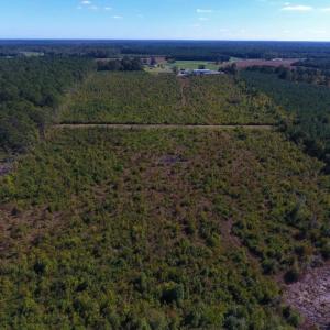 Photo of UNDER CONTRACT!  37.5 Acres of Hunting Land For Sale in Hertford County NC!