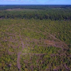 Photo of UNDER CONTRACT!  37.5 Acres of Hunting Land For Sale in Hertford County NC!