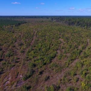 Photo of UNDER CONTRACT!  37.5 Acres of Hunting Land For Sale in Hertford County NC!