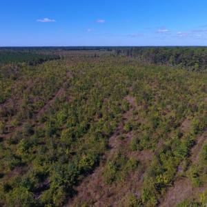 Photo of UNDER CONTRACT!  37.5 Acres of Hunting Land For Sale in Hertford County NC!