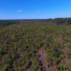 Photo of UNDER CONTRACT!  37.5 Acres of Hunting Land For Sale in Hertford County NC!