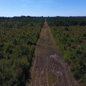 Photo of UNDER CONTRACT!  37.5 Acres of Hunting Land For Sale in Hertford County NC!