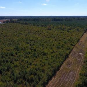 Photo of UNDER CONTRACT!  37.5 Acres of Hunting Land For Sale in Hertford County NC!