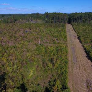 Photo of UNDER CONTRACT!  37.5 Acres of Hunting Land For Sale in Hertford County NC!