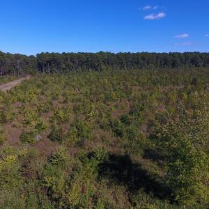 Photo of UNDER CONTRACT!  37.5 Acres of Hunting Land For Sale in Hertford County NC!