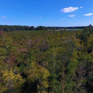 Photo of UNDER CONTRACT!  37.5 Acres of Hunting Land For Sale in Hertford County NC!