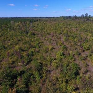 Photo of UNDER CONTRACT!  37.5 Acres of Hunting Land For Sale in Hertford County NC!