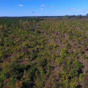 Photo of UNDER CONTRACT!  37.5 Acres of Hunting Land For Sale in Hertford County NC!