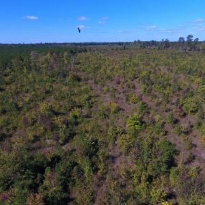 Photo of UNDER CONTRACT!  37.5 Acres of Hunting Land For Sale in Hertford County NC!
