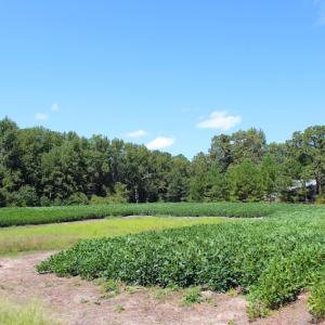 Photo of UNDER CONTRACT!  27.62 Acres of Farm and Timber Land For Sale in Harnett County NC!