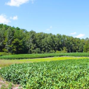 Photo of UNDER CONTRACT!  27.62 Acres of Farm and Timber Land For Sale in Harnett County NC!