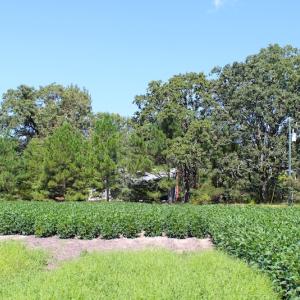 Photo of UNDER CONTRACT!  27.62 Acres of Farm and Timber Land For Sale in Harnett County NC!