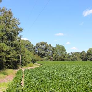 Photo of UNDER CONTRACT!  27.62 Acres of Farm and Timber Land For Sale in Harnett County NC!