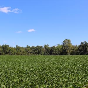Photo of UNDER CONTRACT!  27.62 Acres of Farm and Timber Land For Sale in Harnett County NC!