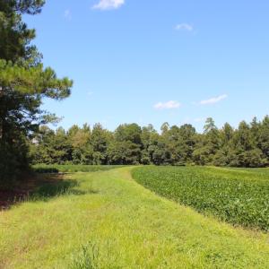 Photo of UNDER CONTRACT!  27.62 Acres of Farm and Timber Land For Sale in Harnett County NC!