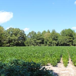 Photo of UNDER CONTRACT!  27.62 Acres of Farm and Timber Land For Sale in Harnett County NC!