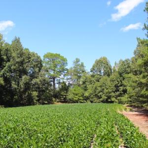Photo of UNDER CONTRACT!  27.62 Acres of Farm and Timber Land For Sale in Harnett County NC!