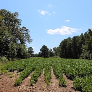 Photo of UNDER CONTRACT!  27.62 Acres of Farm and Timber Land For Sale in Harnett County NC!